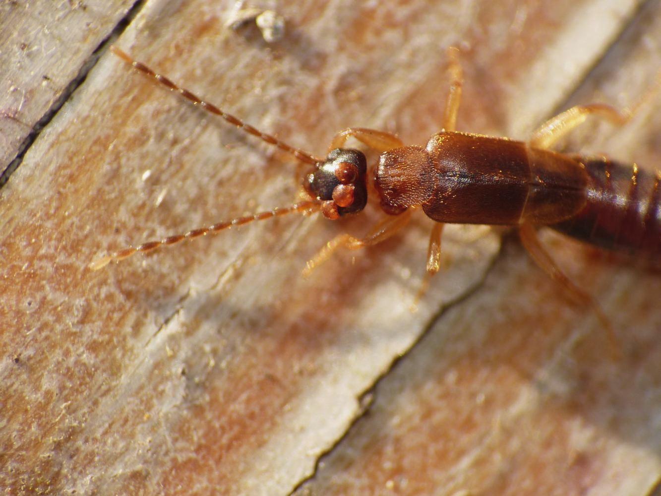 Labiduridae (?) parassitata da acari